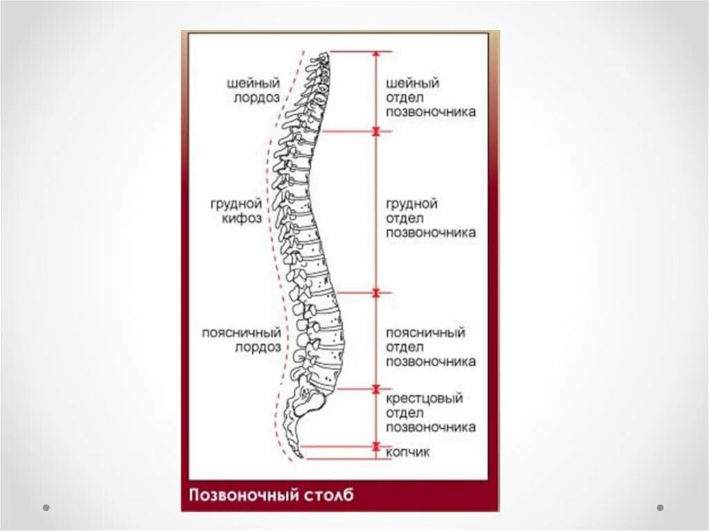 Четыре изгиба позвоночника. Строение позвоночника лордоз кифоз. Грудной отдел позвоночника скелет. Изгиб в поясничном отделе позвоночника это. Угол лордоза поясничного отдела позвоночника.