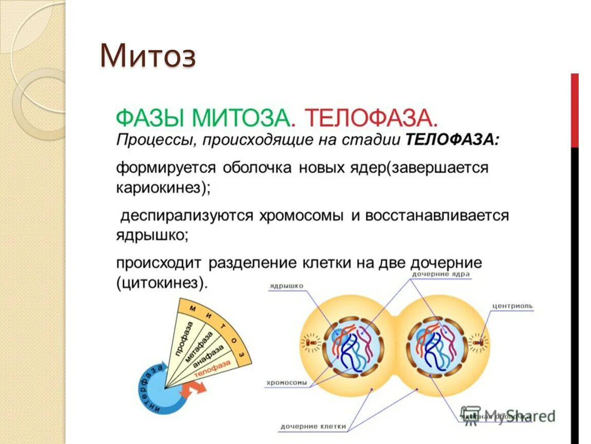 Митоз какой метод исследования. Фазы митоза процессы фазы. Фазы клеточного цикла митоза. Телофаза митоза процессы. Фазы митоза телофаза.