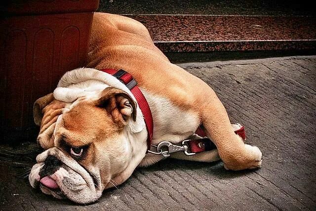 Французский бульдог. Староанглийский бульдог. Англ бульдог. Щенки флаффи французского бульдога. Радостный бульдог.