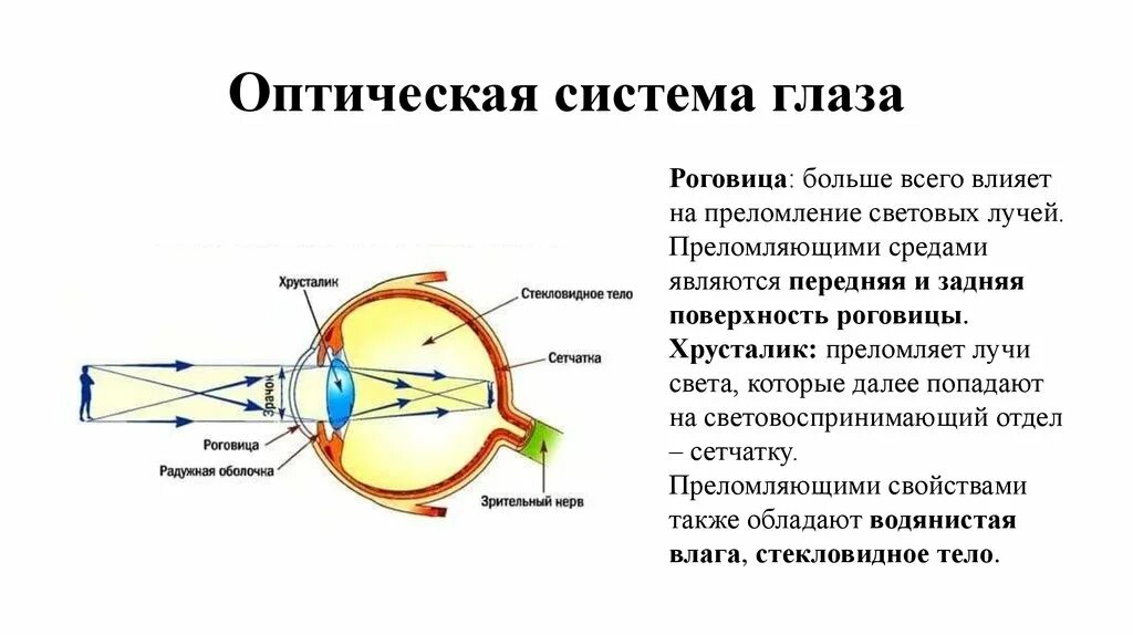 Система глазок. Схема оптической системы глаза физиология. Оптические среды глаза анатомия. Оптическую схему строения глаза. Перечислите составляющие оптической системы глаза.