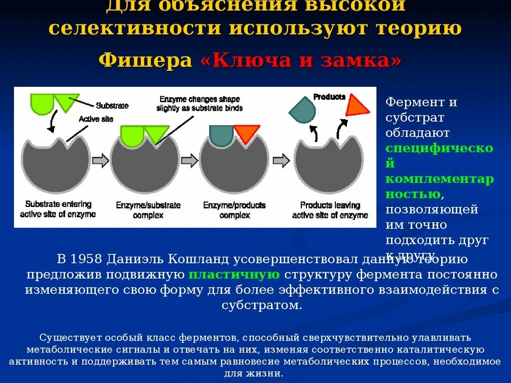 Теория Фишера и Кошланда. Теория Фишера ключ-замок. Гипотеза Кошланда биохимия. Теории действия ферментов. Давление ферментов