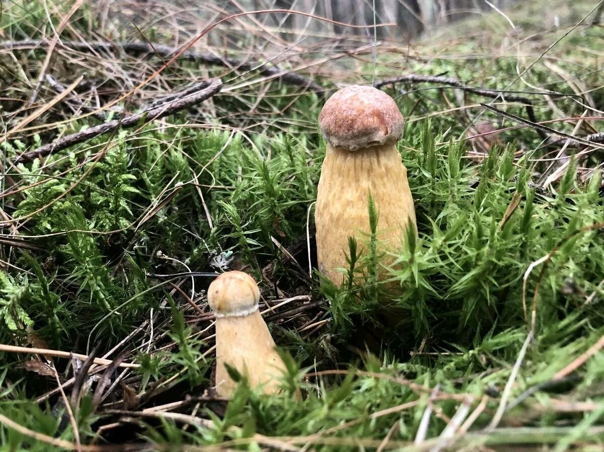 Золотистый гриб куршская коса. Золотой боровик. Боровик золотистый aureoboletus projectellus. Канадский боровик гриб. Золотой боровик.