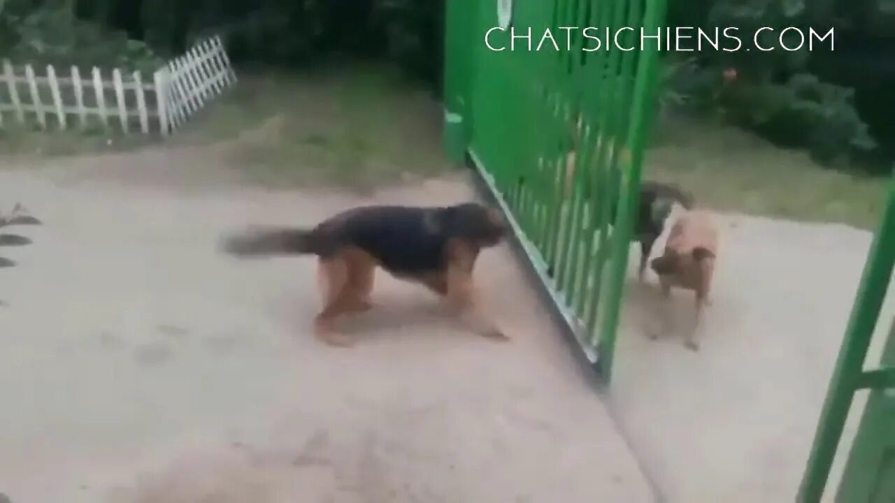 Как пройти через собаку