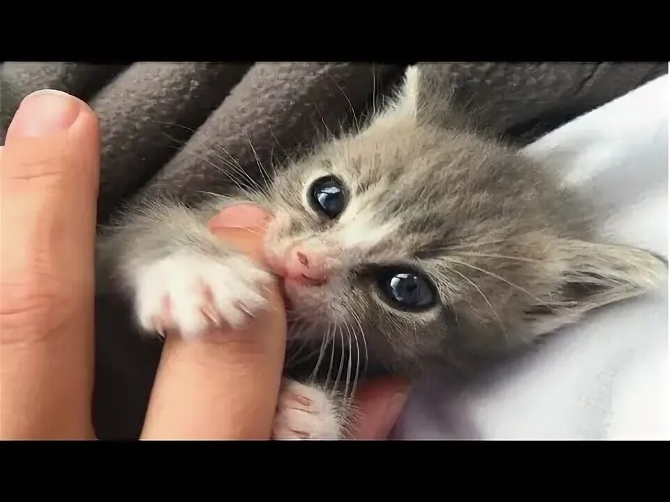 Плачущий котенок видео. Котята плачут зовут. котенок плачет видео.