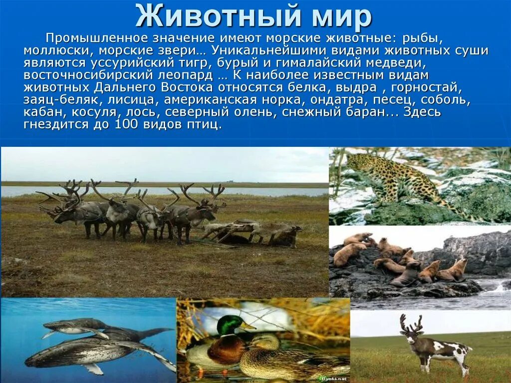 Значение фауны