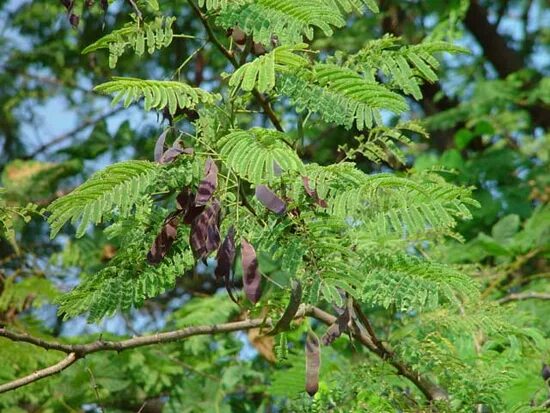 Черный катеху (acacia catechu). Акация катеху. Акация катеху древесина. Белая акация кустарник. Акация катеху.