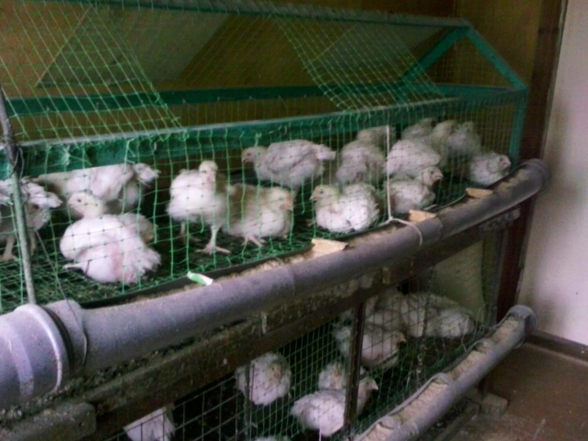 Подстилка для бройлеров. Условия содержания бройлеров. Условия содержания бройлеров. Содержание бройлеров. Содержание бройлеров в клетках.