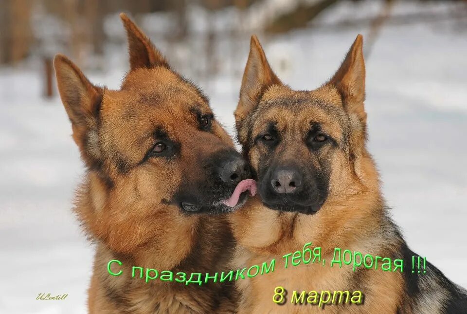 2 щенка овчарки 2 девочки. Зонарная немецкая овчарка. Немецкая овчарка и дети. 2 немецкие овчарки. Немецкая овчарка домамфото.