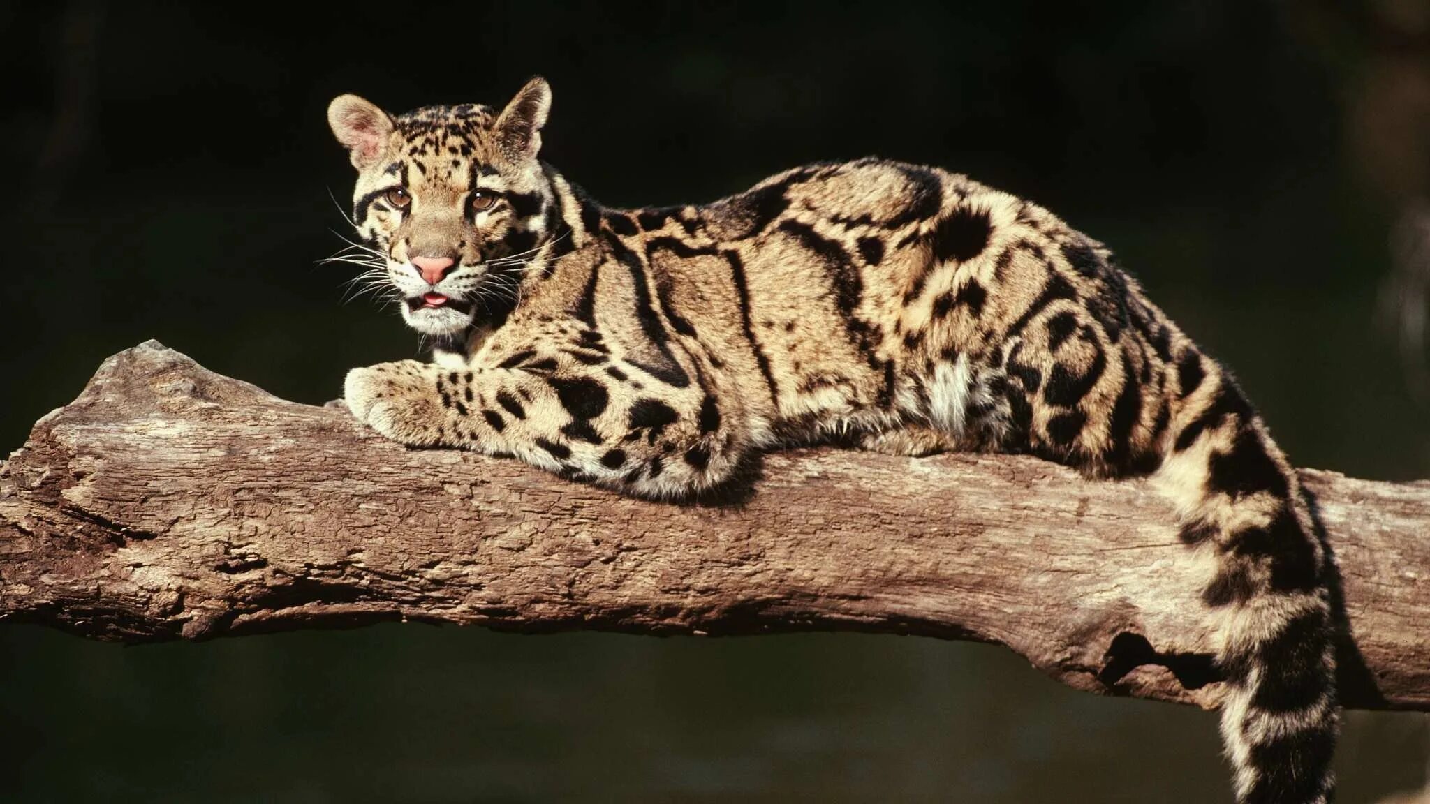 Clouded leopard