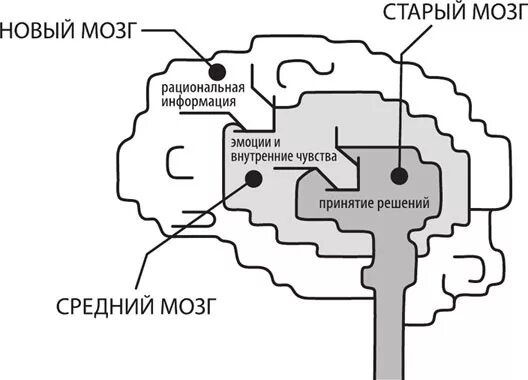 Старый новый мозг