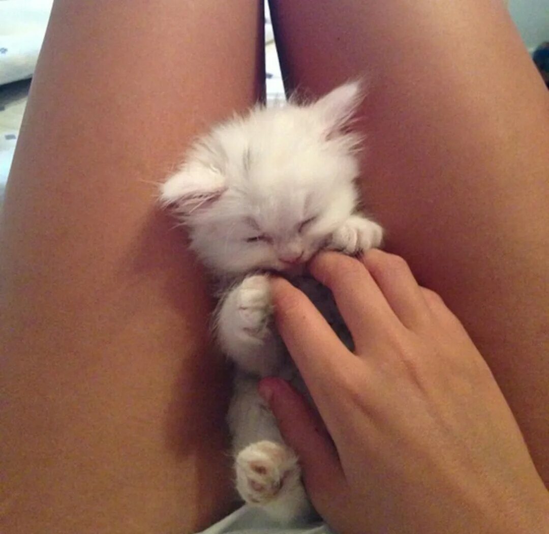 Девушка с котом на руках и голой киской между ног фото
