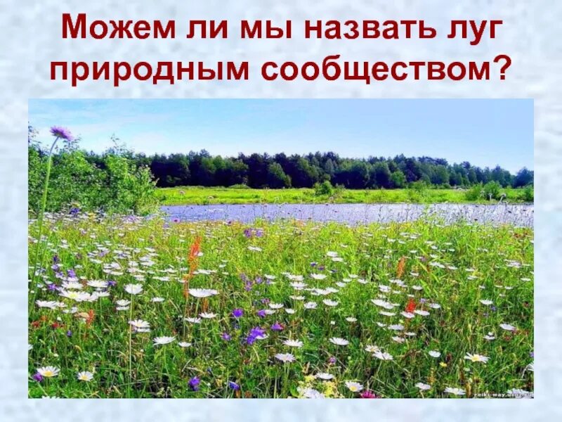 Сообщества г луга. Луговое сообщество. природные сообщества. луг окружающий мир. природное сообщество на лугу.
