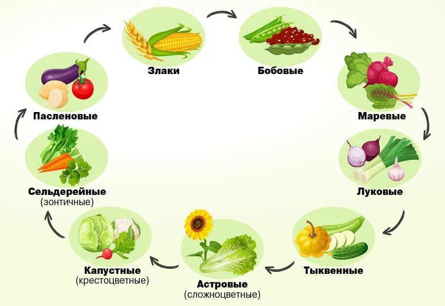 Что можно посадить после кабачков на следующий. Схема культур севооборота. Схема севооборота овощных культур. Чередование посадок овощных культур таблица. Таблица севооборота овощных культур на огороде.