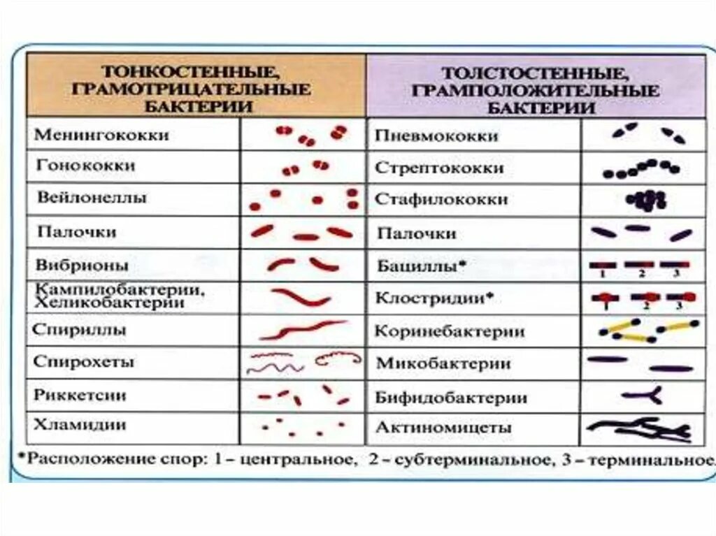 Морфологическое строение бактерий. Классификация микроорганизмов по форме микробиология. Основные морфологические свойства микроорганизмов. Классификация бактерий по форме клетки. 6 групп бактерий