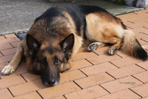 Орыс тілінде қожайын секс