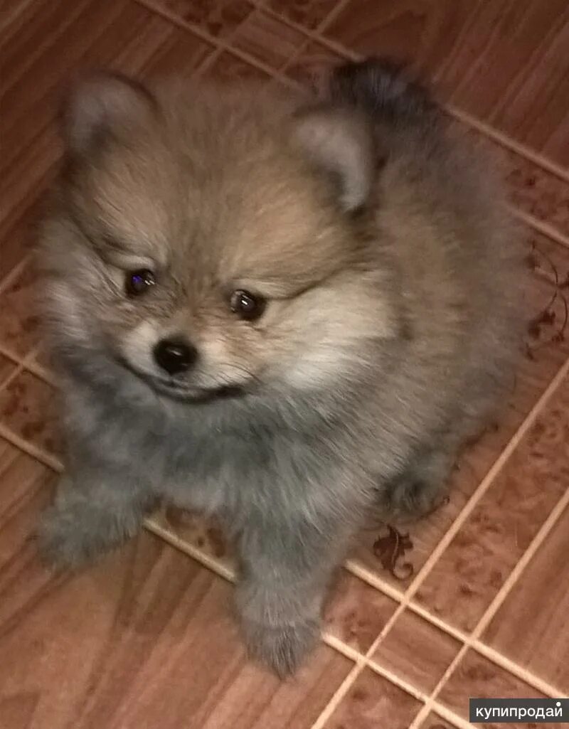 Рыжий шпиц девочка. Померанский шпиц девочка. Померанский шпиц рыжий щенок. Немецкий шпиц рыжий. Померанский шпиц в анфас.