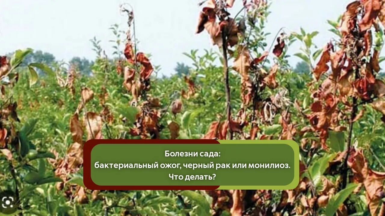 Бактериальный ожог. Лечим бактериальный ожог. Erwinia болезни растений. Курчавость листьев яблони. Бактериальный ожог кизильника блестящего.