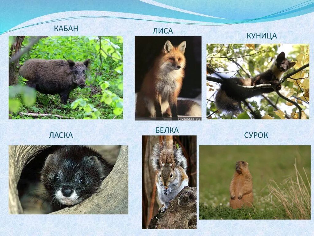 Куница кабан. Соболь животное алтайский край. Куница кабан. Куньи барсук. Куница и лиса.