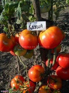 Томат клуша описание и фото характеристики