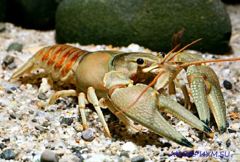 Лангуст медведка. Cherax papuanus. Рак водное животное. Procambarus clarkii. Флоридский лангуст.