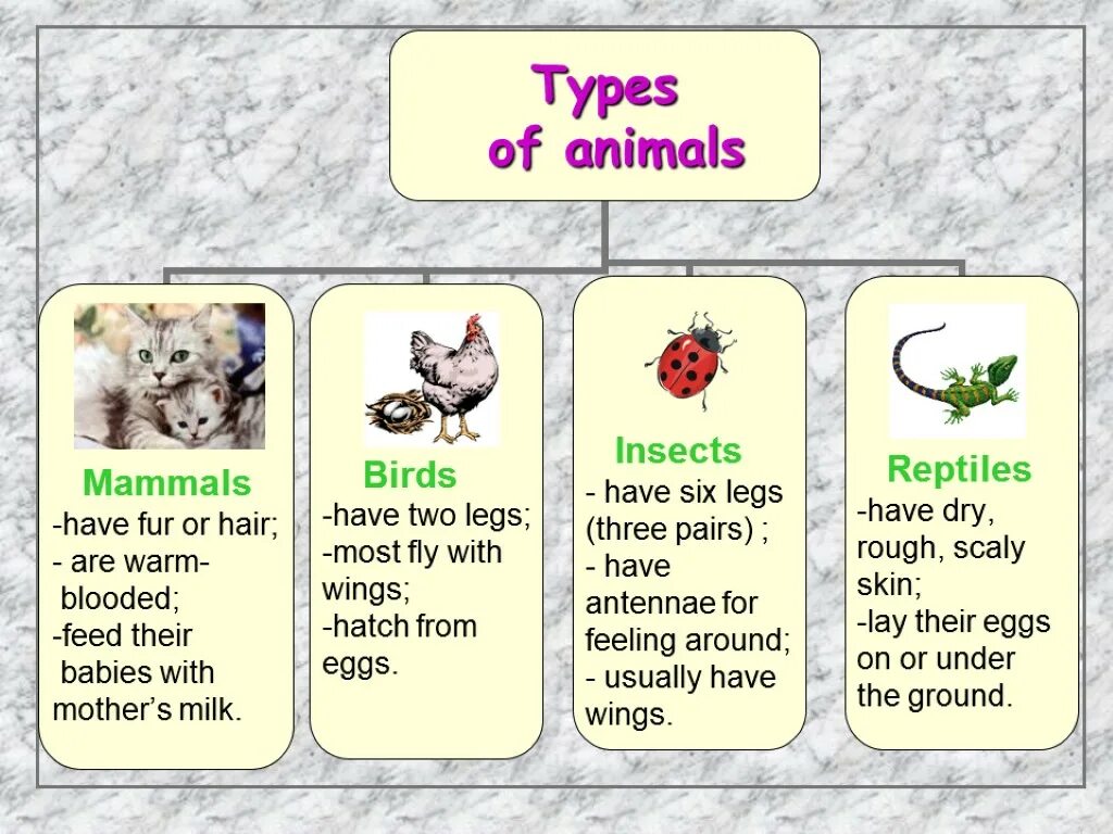 Animals презентация. Types of животных. Animals 3 класс. Types of animals for Kids.