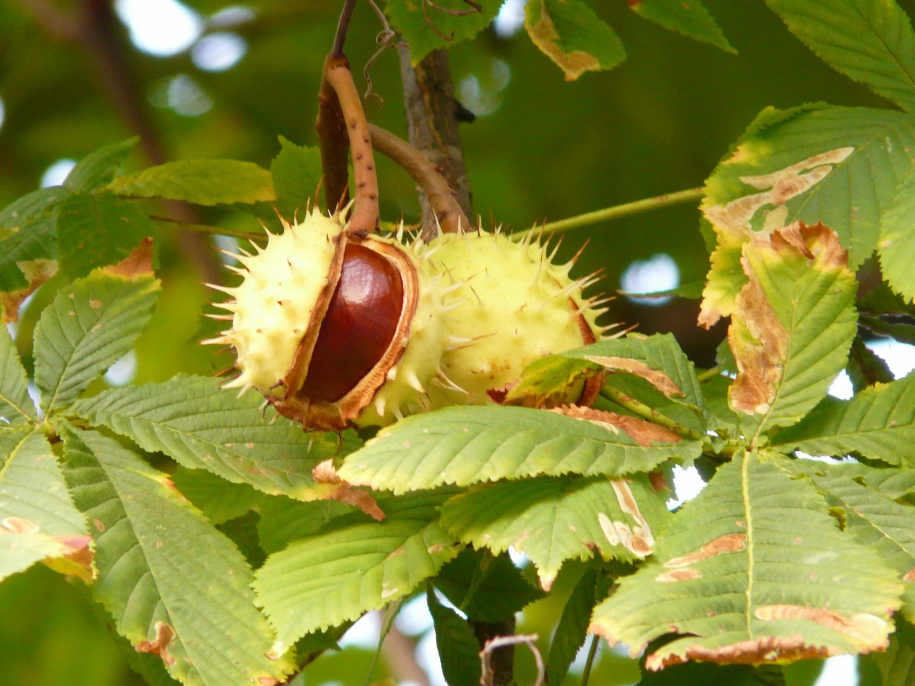 Каштан конский (Aesculus). Конский каштан обыкновенный плод. Листья дерева конский каштан. Плод каштана конского на дереве. Каштановый орех