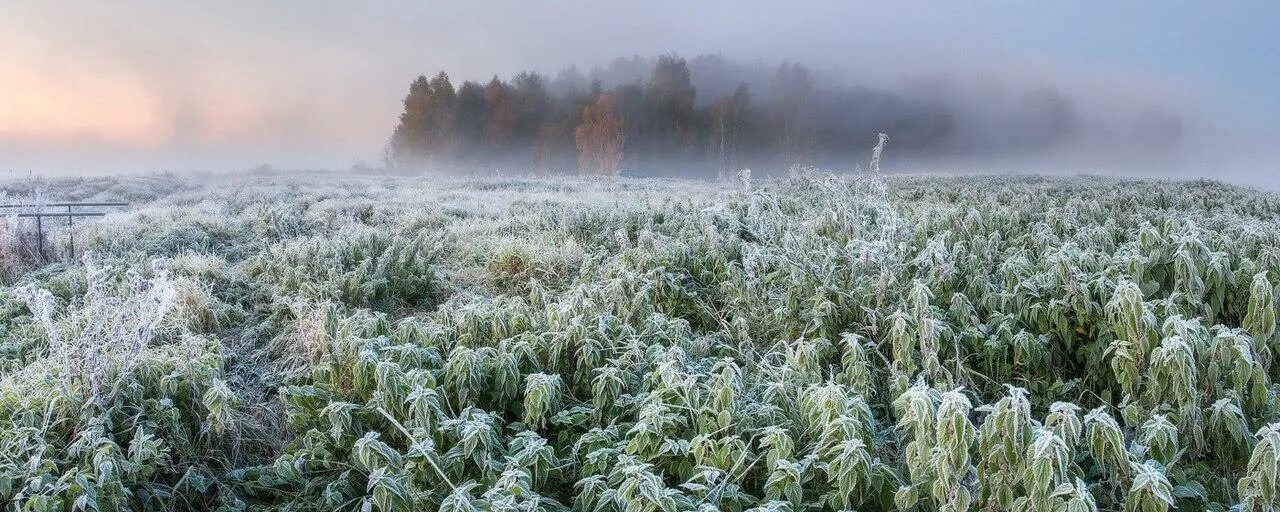 Заросшая крапива обрядилась. Заросли крапивы. Крапивное поле. Заросли крапивы у забора. У плетня заросшая крапива.