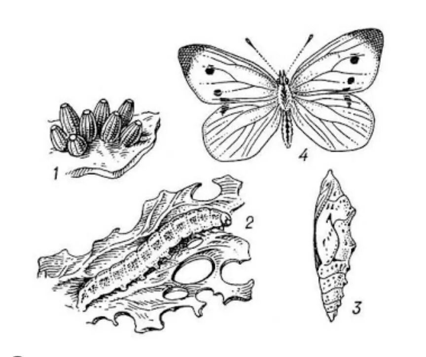 Имаго капустной белянки тип ротового. Цикл развития капустной белянки. Развитие бабочки капустной белянки. Этапы развития бабочки капустной белянки. Куколка бабочки белянки.