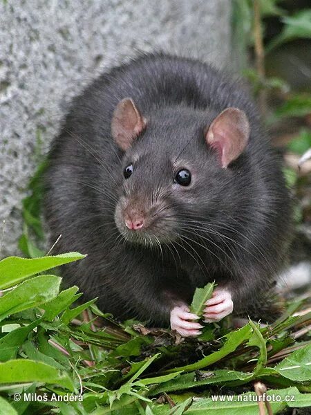 Ratten Close up Cute rats, Pet rats, Animals and pets