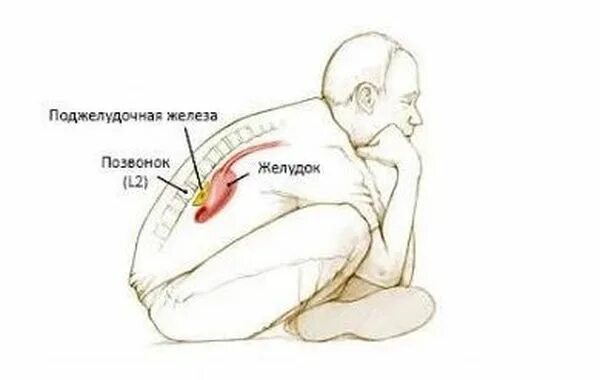 Может ли поджелудочная отдавать в спину. Поджелудочная железа болит спина. поза при болях поджелудочной.
