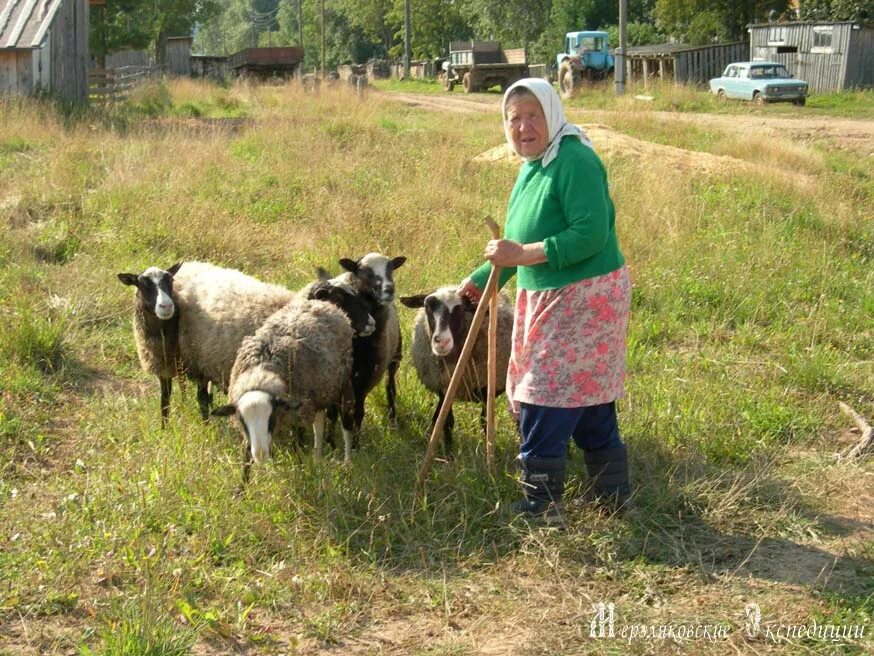 Козы в деревне. Корова в деревне у бабушки. Бабушка в деревне. Бабушка с козой. Сельский сторож