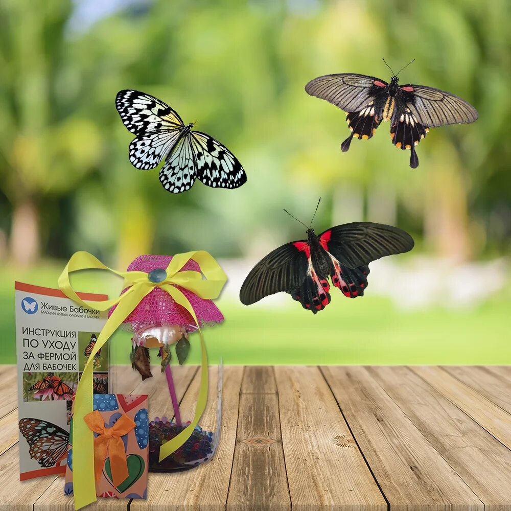 Где продаются бабочки. Бабочкарий с морфо. Бабочки для декора. Где продаются бабочки. Магнит "бабочка".