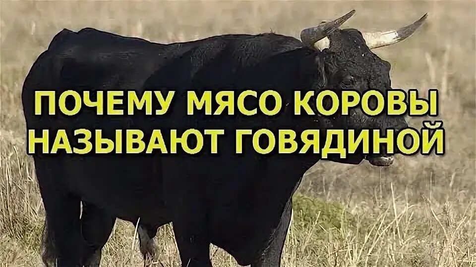 Почему говядину называют говядиной а не коровятиной. Почему мясо из коровы называют говядиной. почему корова это говядина. почему корова называется говядиной. почему корову называют буренкой.