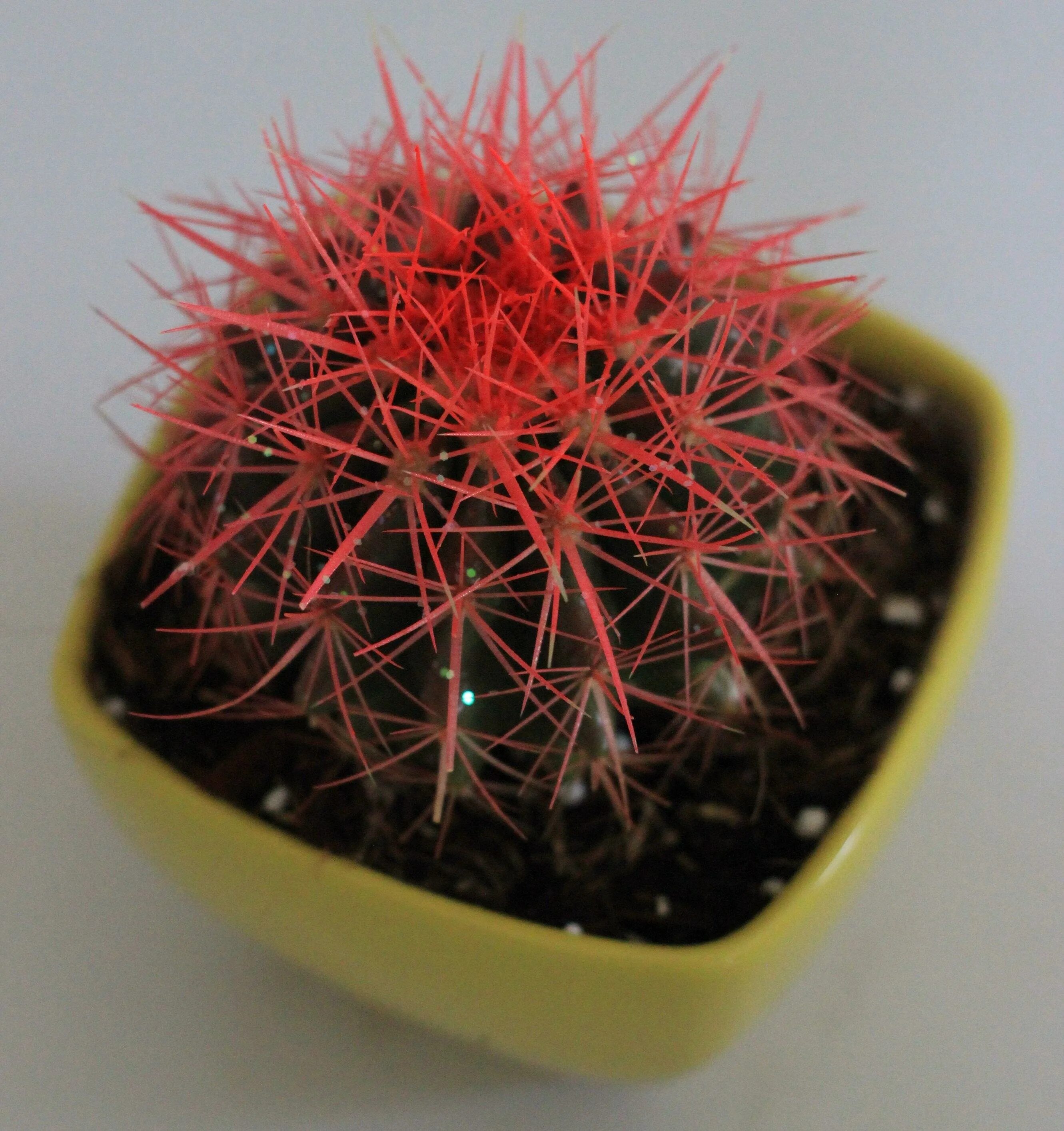 Gymnocalycium mihanovichii Rubrum Planting bulbs, Succulents, Cream lyrics