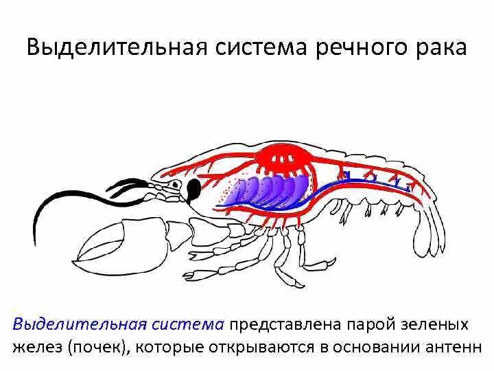 Речные раки зеленые железы
