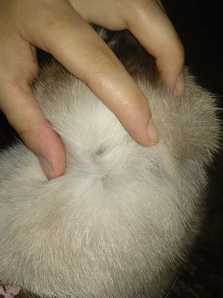 Что делать если кот чешется. Что делать если кот чешется