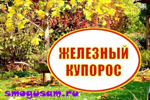 Железный купорос для обработки хвойных осенью