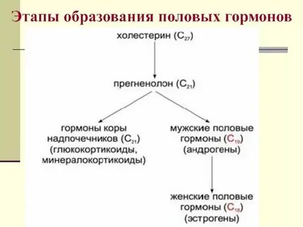 Мужской гормон у женщин почему