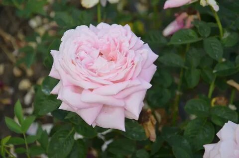 Роза чайно гибридная королева красоты (77 фото)
