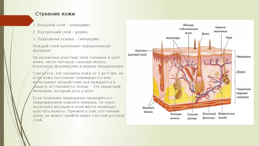 Какие три слоя кожи