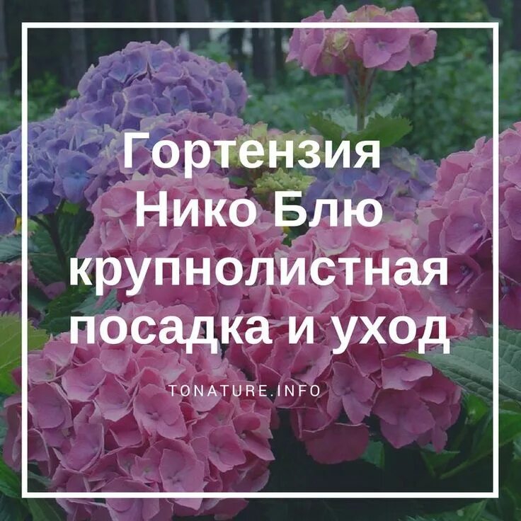 Полить гортензию для цвета