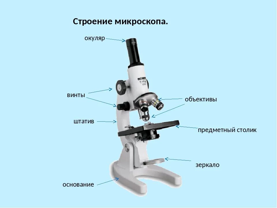 Части микроскопа и их названия и функции. Биология 5 кл строение микроскопа. Элементы строения микроскопа. Световой микроскоп строение. Строение микроскопа анатомия.