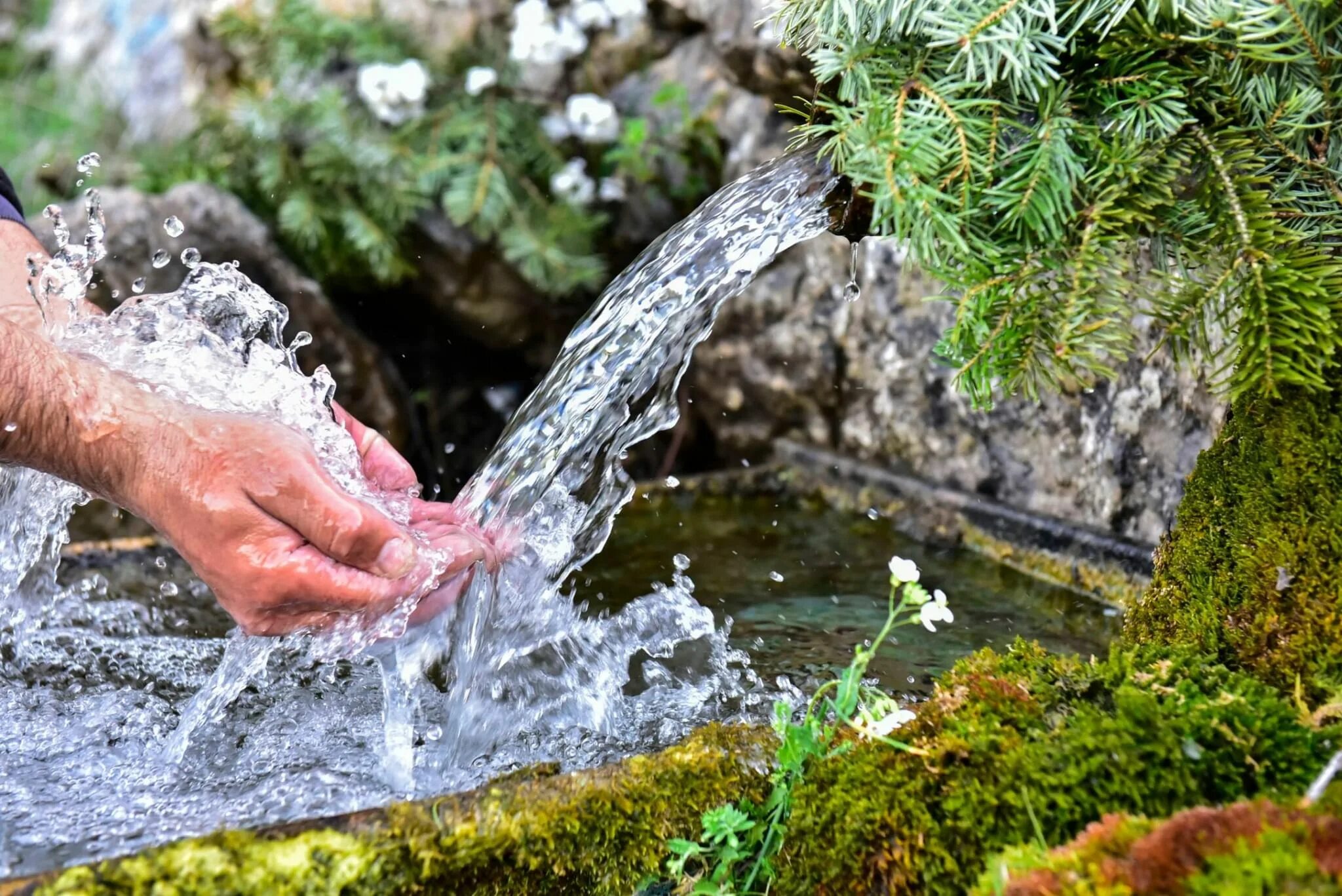 Растительный источник воды