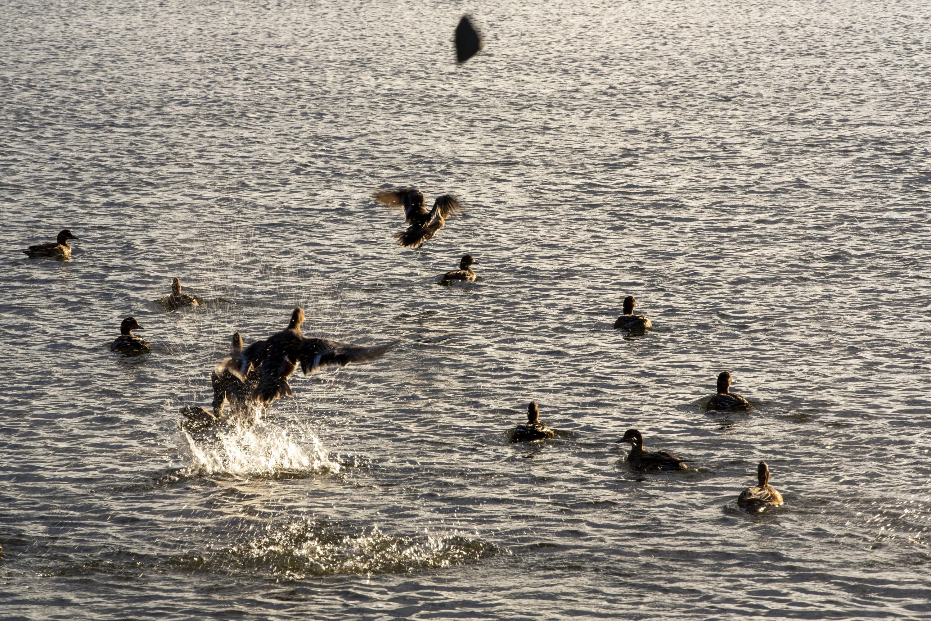Лебяжье озеро Салехард. Птицы на Лебяжьем озере. Водные птицы на озере Лебяжье. Лебяжье озеро Казань.