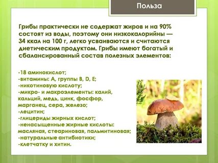 Ядовитые грибы обж 8 класс