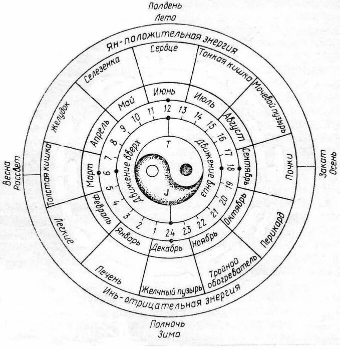 Схема работы органов по часам. Часы активности меридианов человека. Китайская медицина часы активности внутренних органов. Меридианы органов человека по часам.