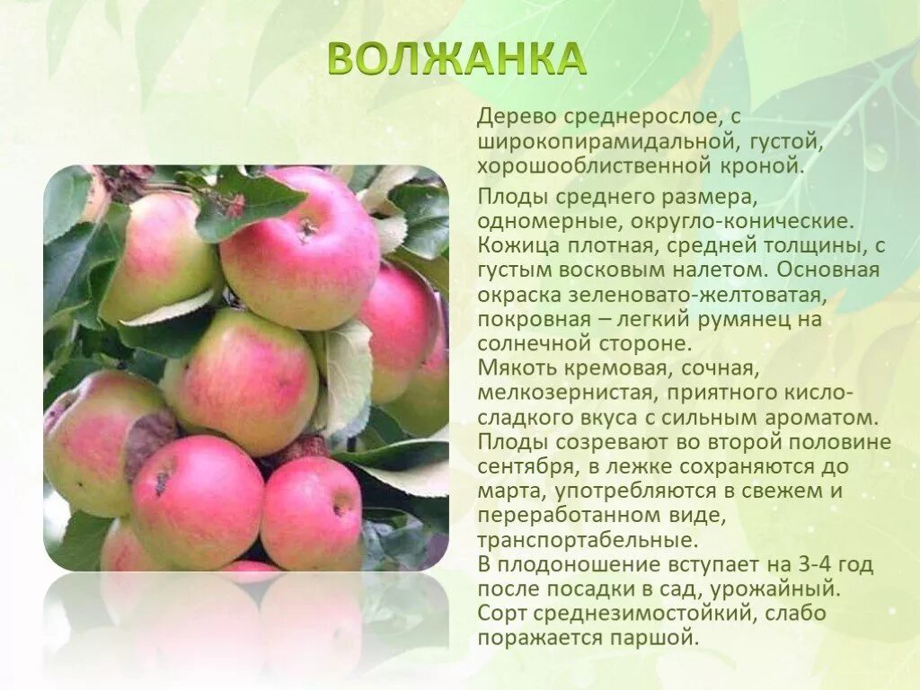 Описание сорта фото. Сорта яблонь презентация. Яблоня описание дерева. Сорта яблони слайды. Сорта яблок окружающий мир 2 класс.
