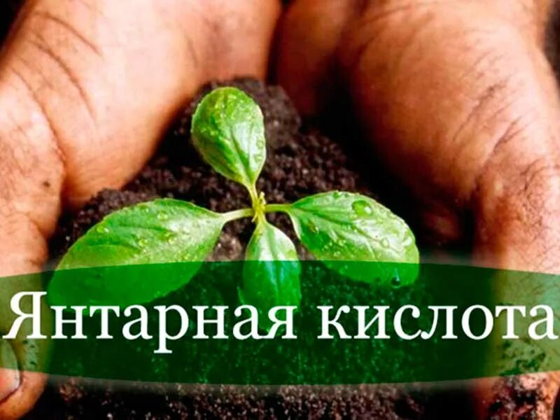 Как растения используют кислоту. Янтарная кислота для растений. янтарная кислота порошок для растений. кислоты в растениях. янтарная кислота для рассады.