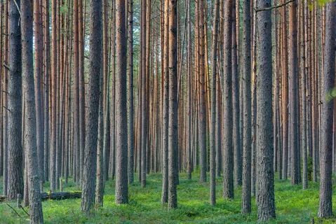 Какие сосны растут в лесу