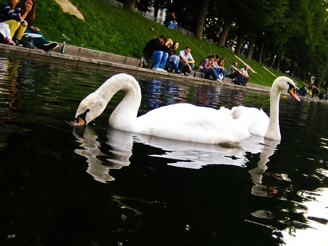 Несколько лет тому назад лебеди. Лебединое озеро алтай зима. Лебеди на озере. Несколько лет тому назад лебеди. Красивые лебеди.